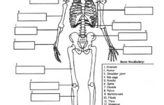 NO LINK Human Skeleton Elementary Worksheet Human Body Unit Human