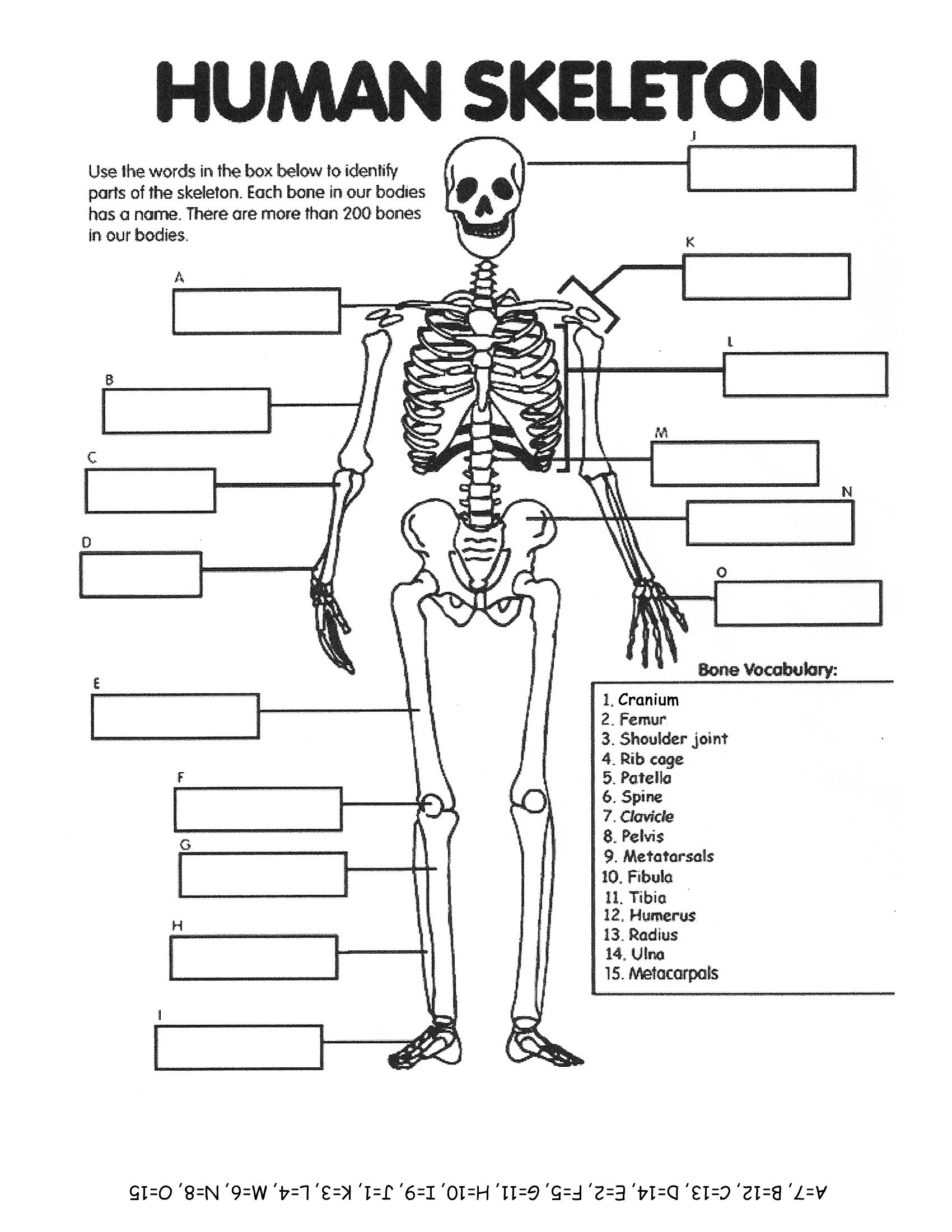 NO LINK Human Skeleton Elementary Worksheet Human Body Unit Human 