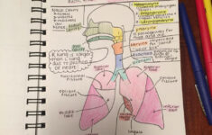 Note Taking Strategy For Anatomy Class Medical Student Study Medical
