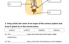 NUTRITION 6 Urinary System Worksheet