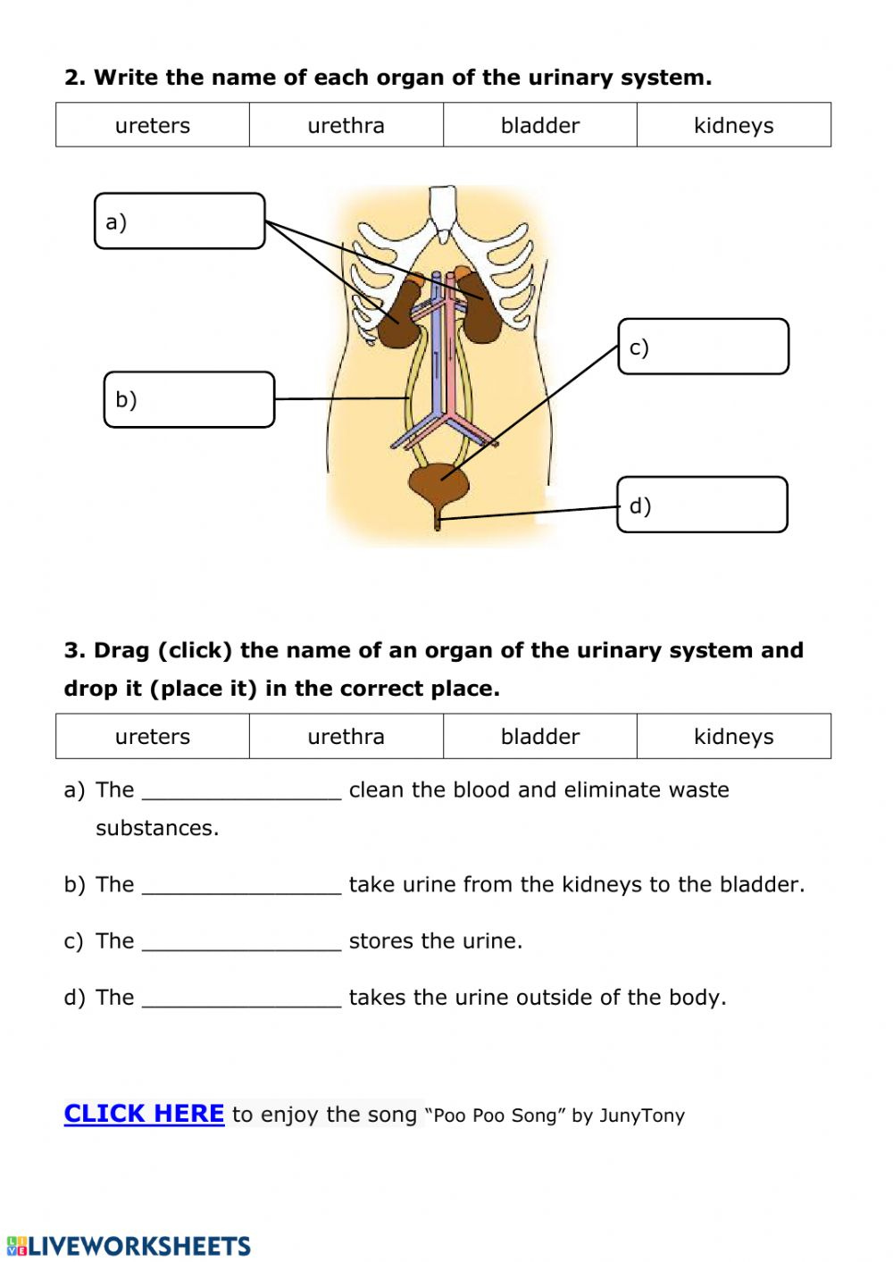 NUTRITION 6 Urinary System Worksheet