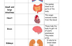 Organ Sort Worksheet