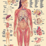 ORGANS OF THE HUMAN BODY SYSTEM Posters Wall Stickers Home Decor
