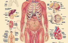 ORGANS OF THE HUMAN BODY SYSTEM Posters Wall Stickers Home Decor