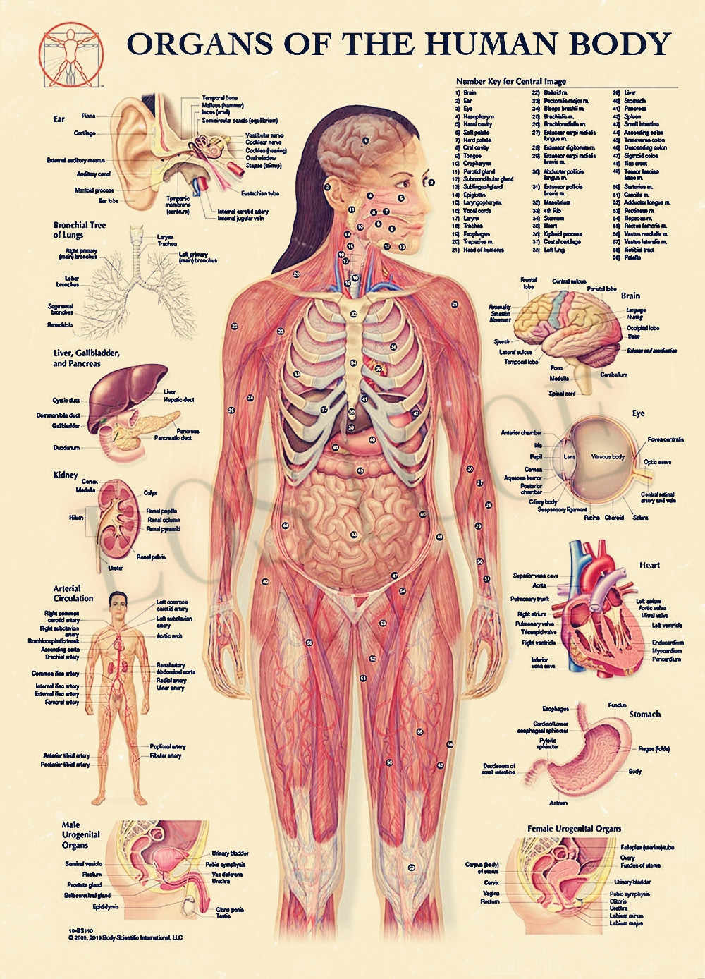 ORGANS OF THE HUMAN BODY SYSTEM Posters Wall Stickers Home Decor 