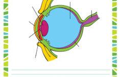 Our Eyes Free Science Worksheet For 7th Grade School Of Dragons