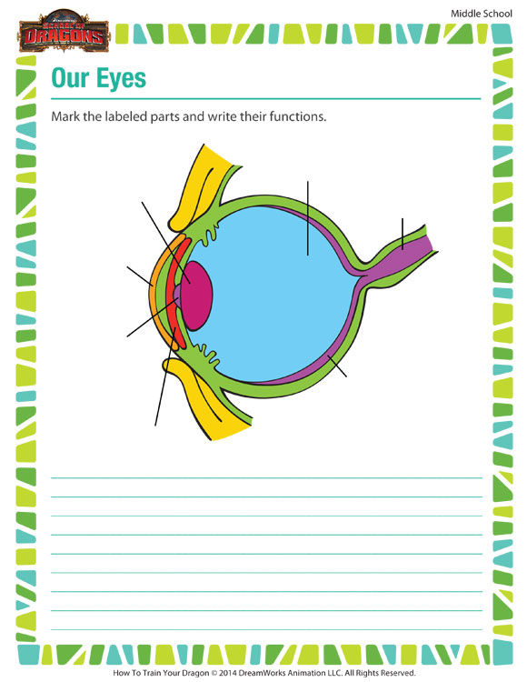 Our Eyes Free Science Worksheet For 7th Grade School Of Dragons