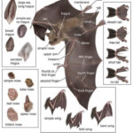 Parts Of A Bat General Bat Anatomy Bat Mammal Bat Species