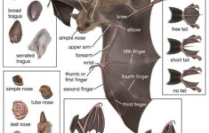 Parts Of A Bat General Bat Anatomy Bat Mammal Bat Species