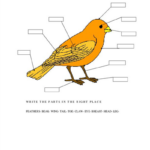 Parts Of A Bird American Heritage Girls Bird Kindergarten Literature