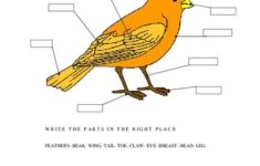 Parts Of A Bird American Heritage Girls Bird Kindergarten Literature