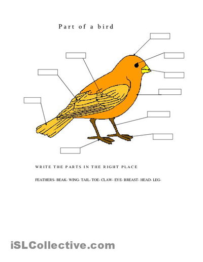 Parts Of A Bird American Heritage Girls Bird Kindergarten Literature