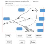 Parts Of A Bird Interactive Worksheet