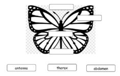 Parts Of A Butterfly Worksheet
