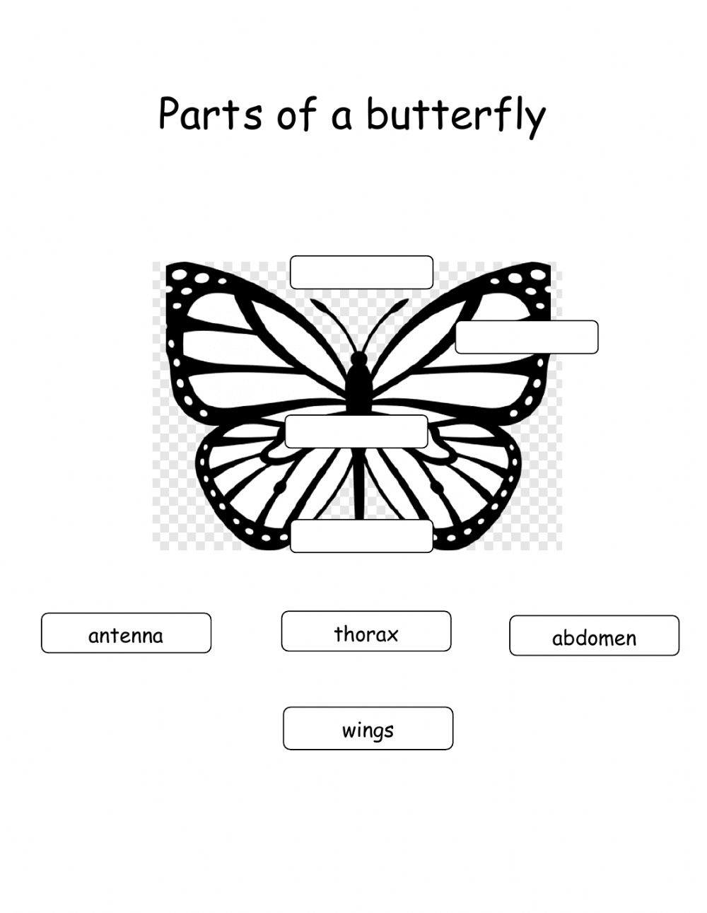 Parts Of A Butterfly Worksheet