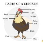 Parts Of A Chicken Useful Chicken Anatomy With Pictures 7ESL