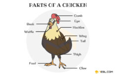 Parts Of A Chicken Useful Chicken Anatomy With Pictures 7ESL