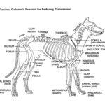 Parts Of A Dog Skeleton Drawing Of A Dog Reprinted From The Book