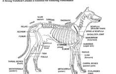 Parts Of A Dog Skeleton Drawing Of A Dog Reprinted From The Book