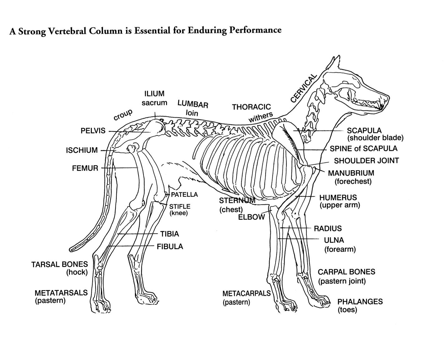 Parts Of A Dog Skeleton Drawing Of A Dog Reprinted From The Book 