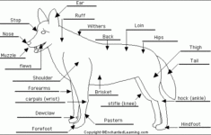 Parts Of A Dog Worksheet With A Diagram Google Search Dog Anatomy