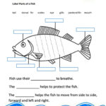 Parts Of A Fish Exercise