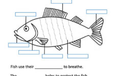 Parts Of A Fish Exercise
