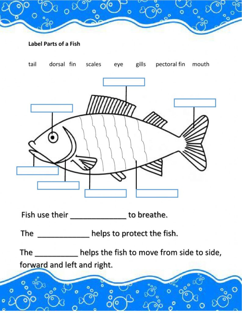 Parts Of A Fish Exercise | Anatomy Worksheets