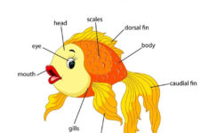 Parts Of A Fish Interactive Worksheet