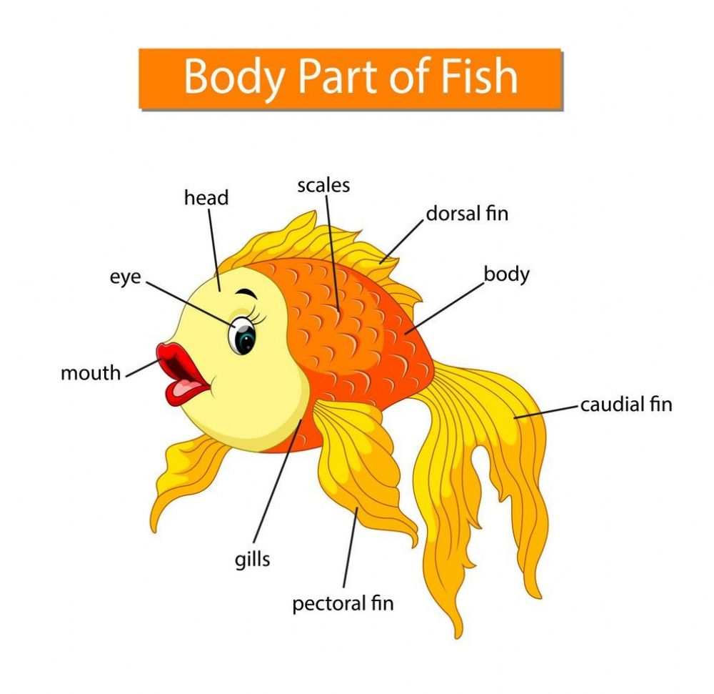 Parts Of A Fish Interactive Worksheet