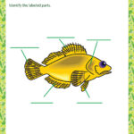 Parts Of A Fish View Printable PDF Worksheets 7th Grade SoD