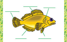 Parts Of A Fish View Printable PDF Worksheets 7th Grade SoD