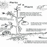 Parts Of A Flower Coloring Page Fresh Leaf Anatomy Worksheet Answers