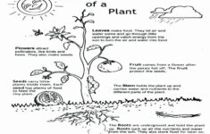 Parts Of A Flower Coloring Page Fresh Leaf Anatomy Worksheet Answers