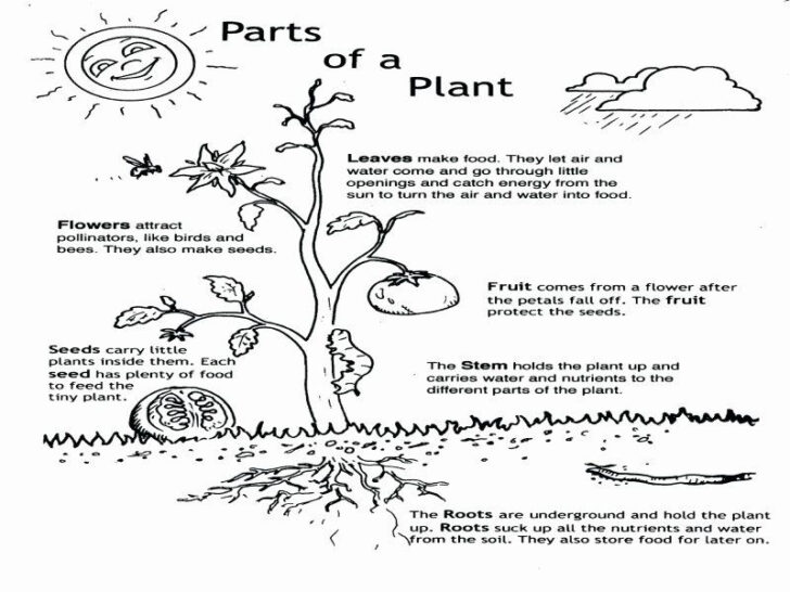 Parts Of A Flower Coloring Page Fresh Leaf Anatomy Worksheet Answers
