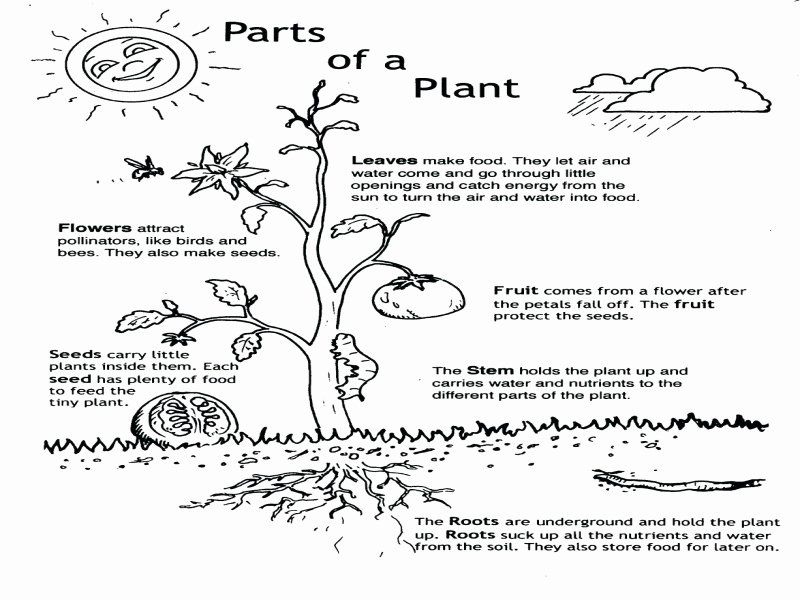 Parts Of A Flower Coloring Page Fresh Leaf Anatomy Worksheet Answers 