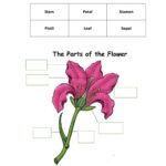 Parts Of A Flower Online Worksheet