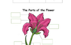 Parts Of A Flower Online Worksheet