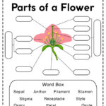 Parts Of A Flower Worksheet Free Printable