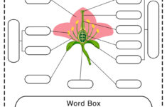 Parts Of A Flower Worksheet Free Printable