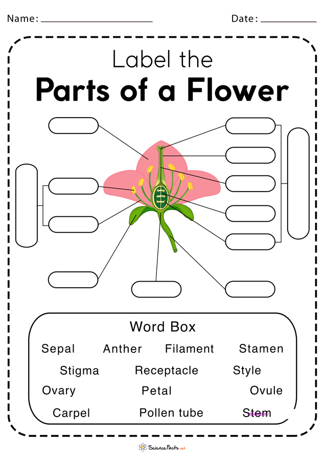 Parts Of A Flower Worksheet Free Printable Anatomy Worksheets