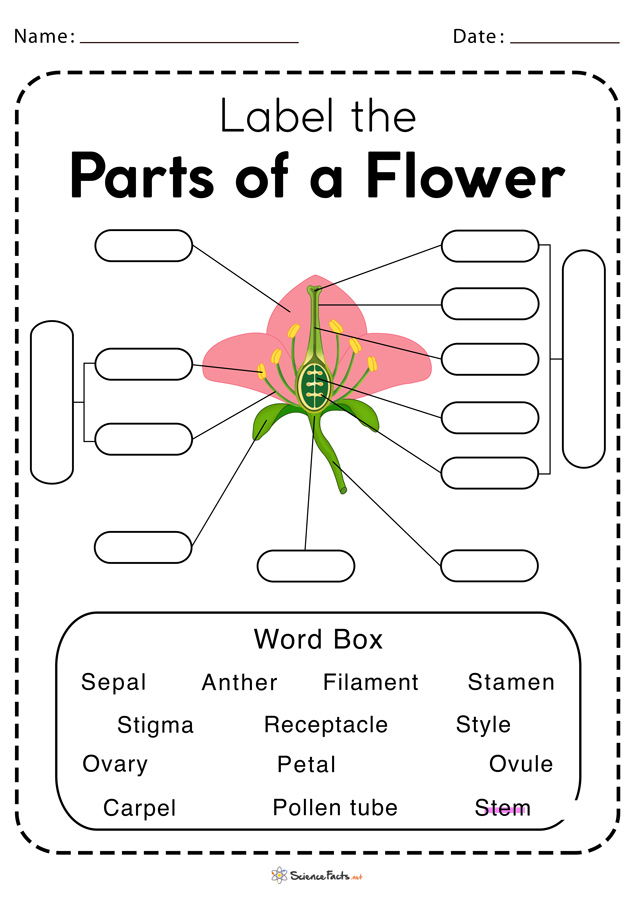 Anatomy Of A Flower Worksheet