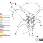 Parts Of A Flower Worksheets Superstar Worksheets