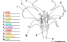Parts Of A Flower Worksheets Superstar Worksheets