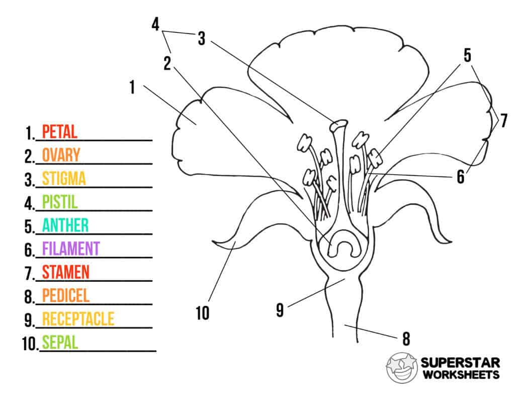 Parts Of A Flower Worksheets Superstar Worksheets