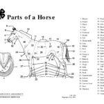 Parts Of A Horse Teaching Aid Horse Anatomy Parts Of Speech