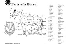 Parts Of A Horse Teaching Aid Horse Anatomy Parts Of Speech