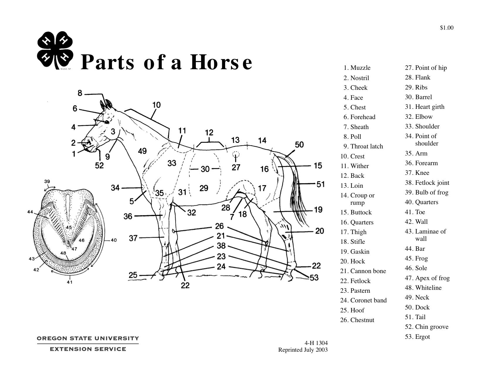 Parts Of A Horse Teaching Aid Horse Anatomy Parts Of Speech 