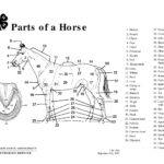 Parts Of A Horse Teaching Aid OSU Extension Catalog Oregon State