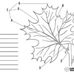 Parts Of A Leaf Worksheet Superstar Worksheets